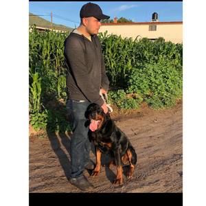 Meet your Posher, Hector